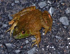 Frosch am Campingplatz, Staunton, VA