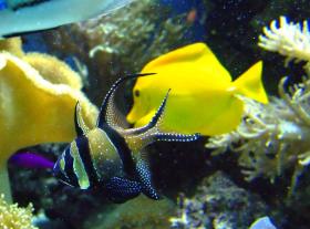 Fische im North Carolina Aquarium, Wilmington, NC
