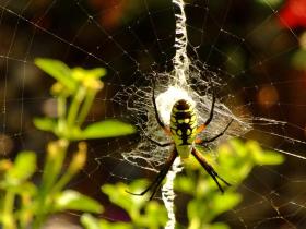 Riesige Spinne im Airlie Garden, Wilmington, NC