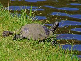 Riesige Schildkröte, Brookgreen Gardens, SC