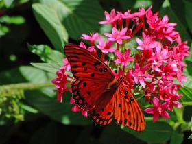 Schmetterling auf Blume, Brookgreen Gardens, SC