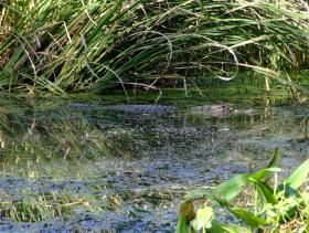 Aligator, Brookgreen Gardens, SC