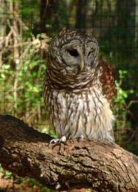 Kauz, Brookgreen Gardens, SC