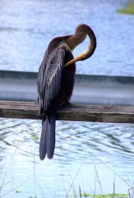 Anhinga im Lion Country Safari Park, West Palm Beach, FL