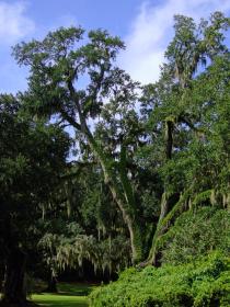 Eichenwald auf Avery Island, LA