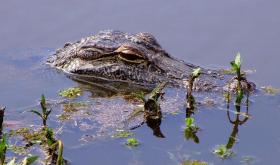 Alligator im Jungle Garden, Avery Island, LA