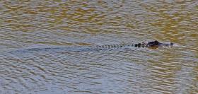 Noch ein Alligator im Jungle Garden, Avery Island, LA