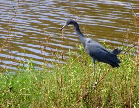 Vogel im Jungle Garden, Avery Island, LA