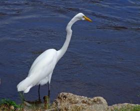 Reiher im Jungle Garden, Avery Island, LA