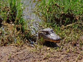 Bettelnder Alligator im Jungle Garden, Avery Island, LA