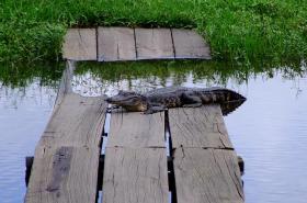 Wer geht dort über den Steg? (Jungle Garden, Avery Island, LA)