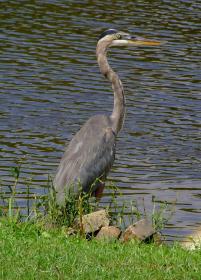 Reiher am Sprung, Jungle Garden, Avery Island, LA