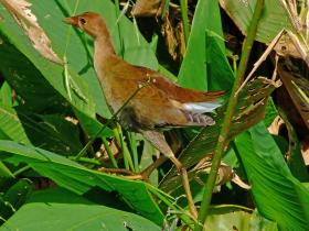 Sumpfhuhn in der Bird City, Jungle Garden, Avery Island, LA