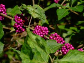 Bunte Beeren, Big Thicket National Preserve, TX