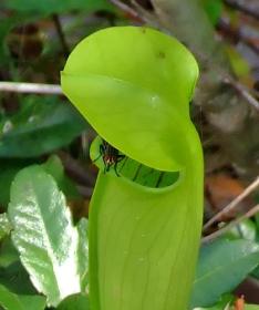 'Fleischfressende Pflanze', Big Thicket National Preserve, TX