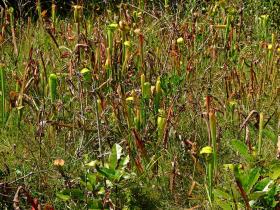 Viele 'fleischfressende Pflanzen', Big Thicket National Preserve, TX