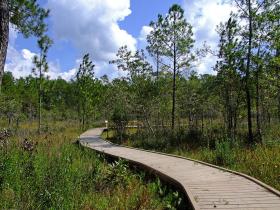 Boardwalk durch die saure Wiese, Big Thicket National Preserve, TX