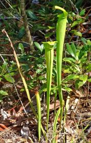 'Fleischfressende Pflanzen', Big Thicket National Preserve, TX