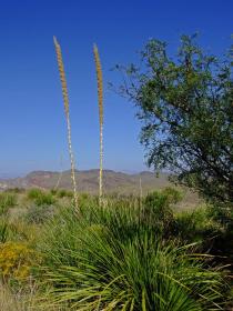 Blick von der Sotol Vista, Big Bend NP, TX