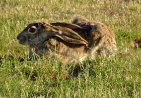 Jack Rabbit neben meinem Zelt, Van Horn, TX