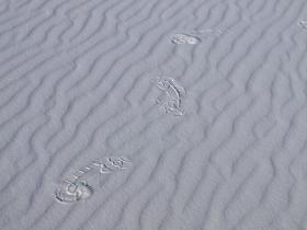 Lonely Footsteps, White Sands NM, NM