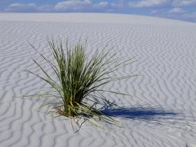 Einsamer Busch im Nichts, White Sands NM, NM