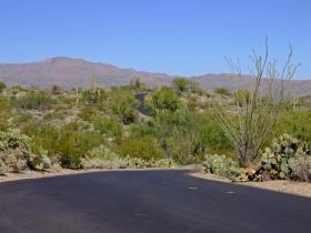 Straße durch den Park, Saguaro NP, AZ