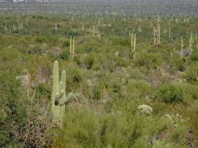 Saguaro Wald, Saguaro NP, AZ