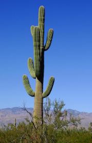 Ein Kaktus wie ein Baum, Saguaro NP, AZ