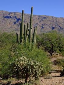 tedy Baer Jollas, Bäume und Saguaros, Saguaro NP, AZ