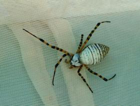 Monsterspinne auf meinem Zelt, Phoenix, AZ