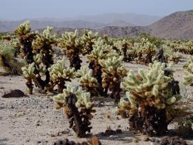 Teddy Baer Jollas im Joshua Tree NP, CA