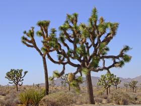 Joshua Trees, Joshua Tree NP, CA