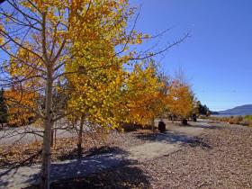 Indian Summer am Bear Lake, CA
