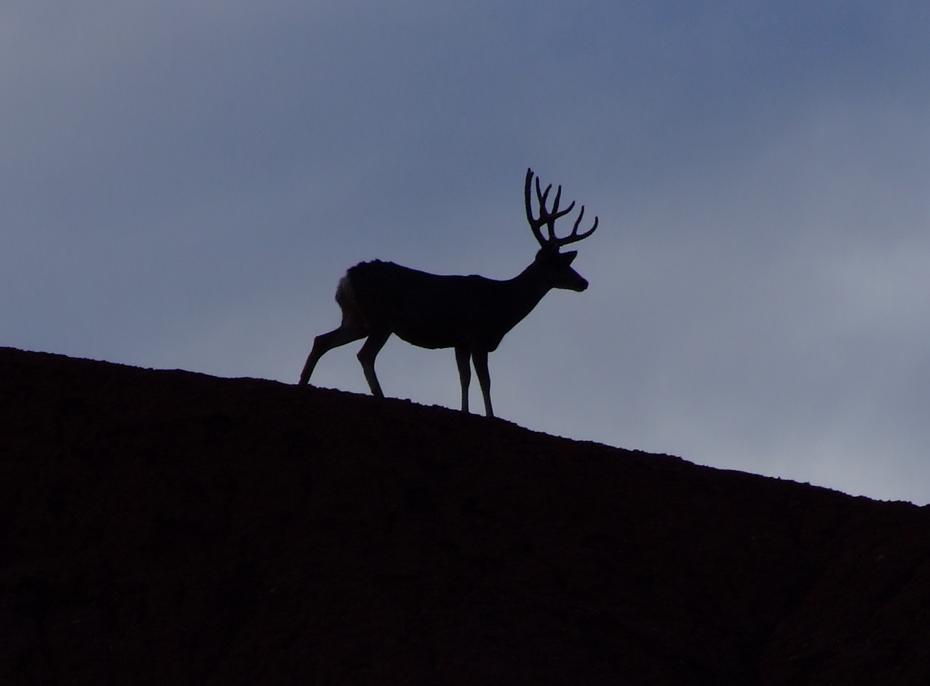 Rehbock beim Campingplatz im Capitol Reef NP, UT