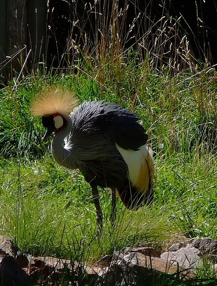 Kranich, Denver Zoo, Denver, CO