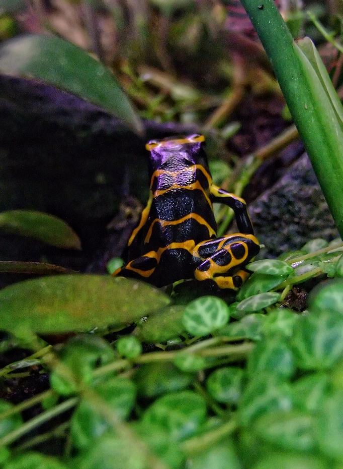 Pfeilgiftfrosch, Denver Botanical Garden, Denver, CO