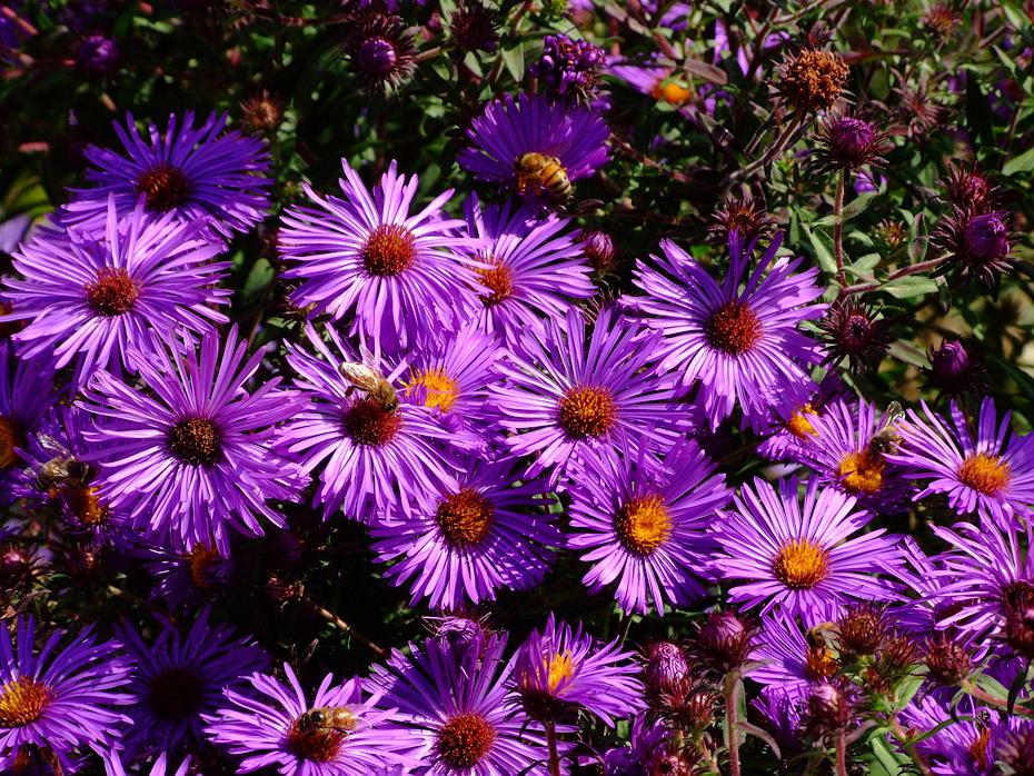 Blumen, Denver Botanical Garden, Denver, CO
