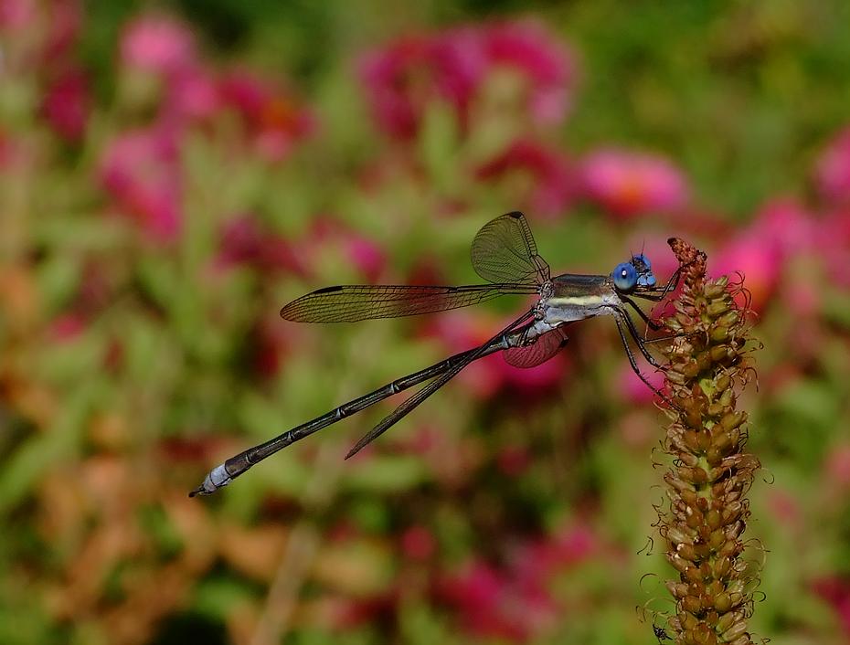 Libelle, Denver Botanical Garden, Denver, CO