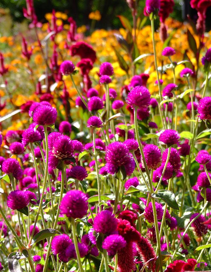 Blumenmeer, Denver Botanical Garden, Denver, CO