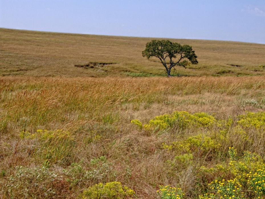 Viel Gras im Tallgrass NPS, KS