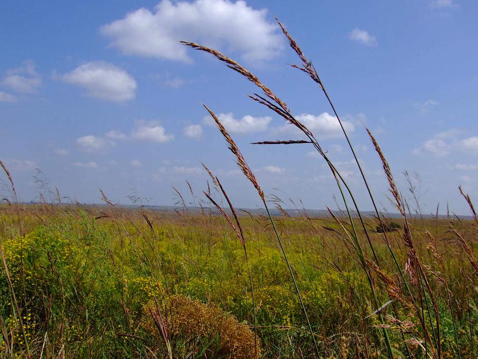 Gras im im Tallgrass NPS, KS
