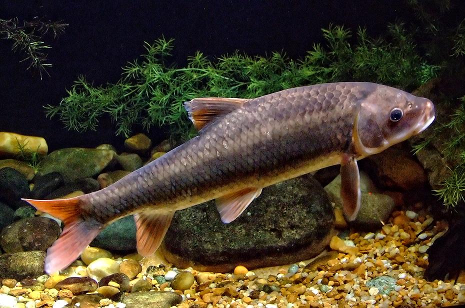 Fisch im Georgia Aquarium, Atlanta, GA
