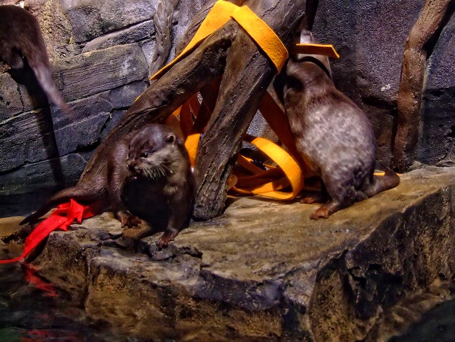 Otter im Georgia Aquarium, Atlanta, GA
