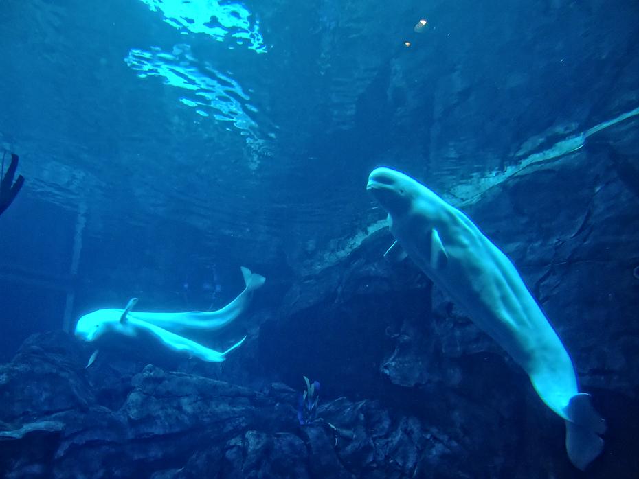 Belugawale im Georgia Aquarium, Atlanta, GA