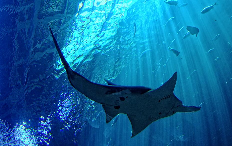 Sägefisch im Georgia Aquarium, Atlanta, GA