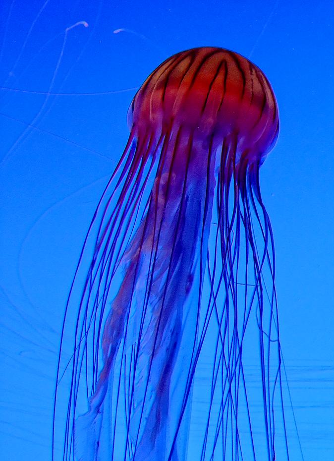 Qualle im Georgia Aquarium, Atlanta, GA