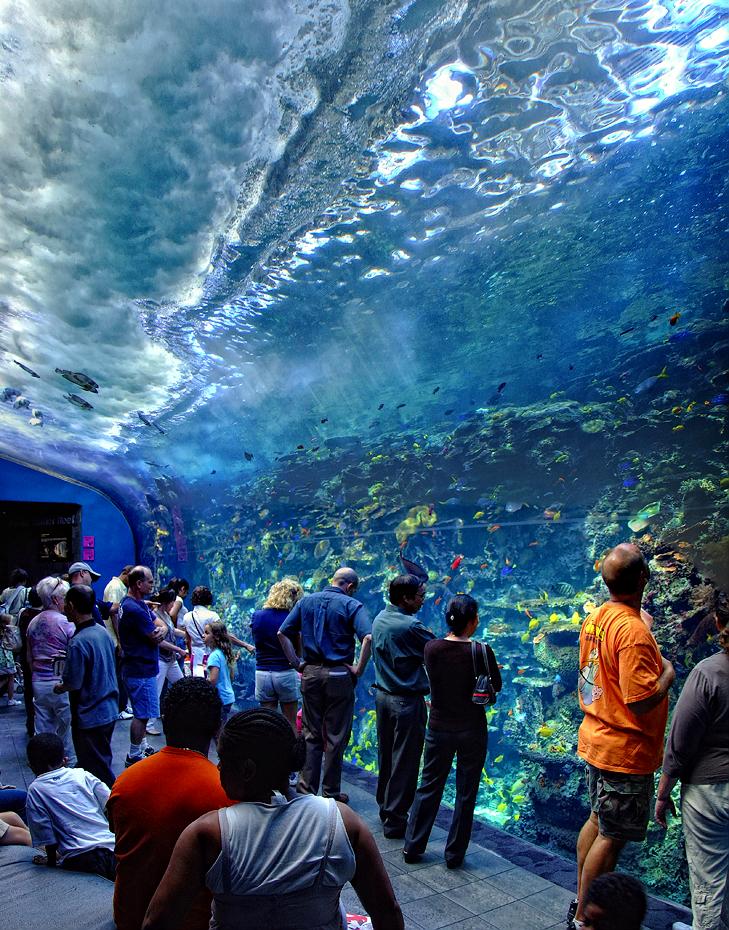 Brandungsbecken im Georgia Aquarium, Atlanta, GA