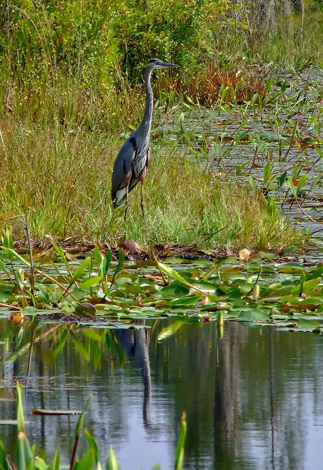Reiher im Okefenokee Swap, GA