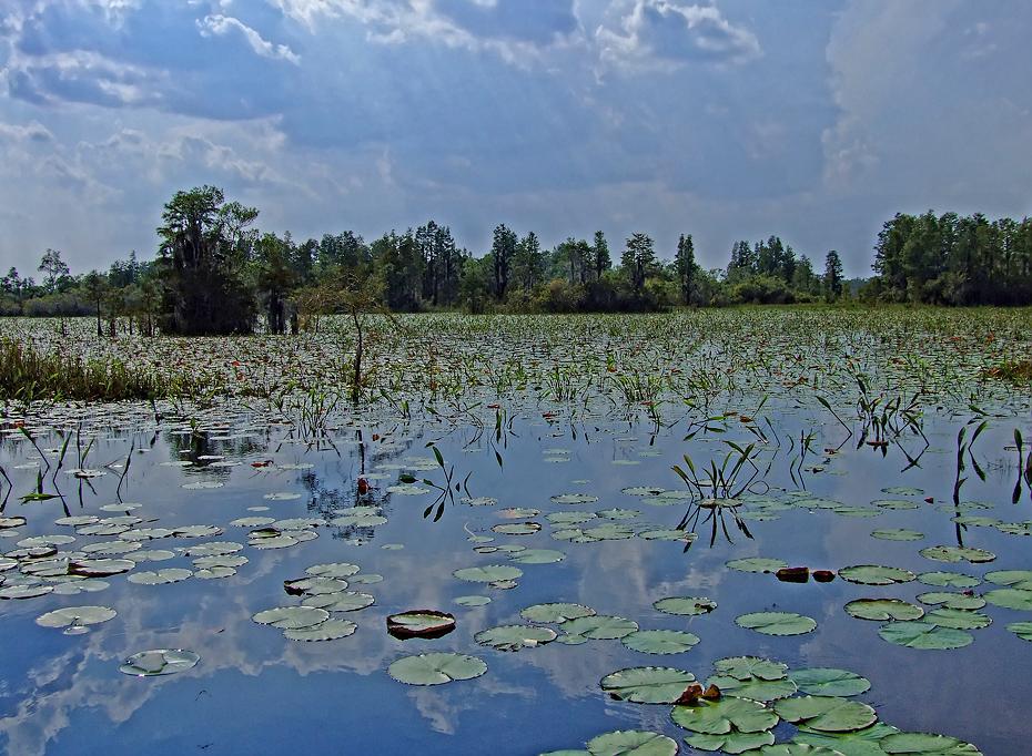 See im Okefenokee Swap, GA